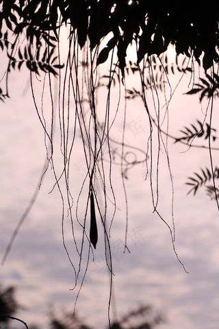 种子，敏感性，叶子，树枝，天空，黄昏