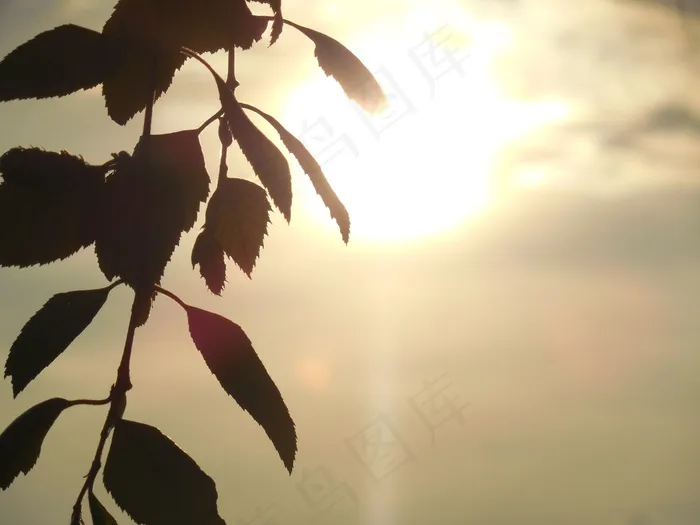 壁纸，剪影，背景，设计，图案