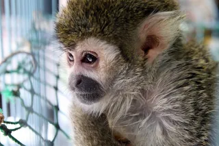 猴子，肖像，脸，俘虏，看看，可爱，关闭