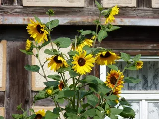 向日葵，农舍，桁架，植物，农场