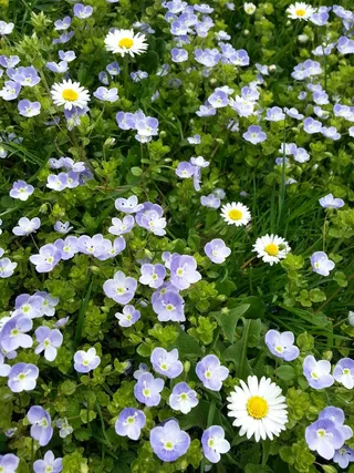 雏菊，Chamaedrys，荣誉奖，花卉，植物