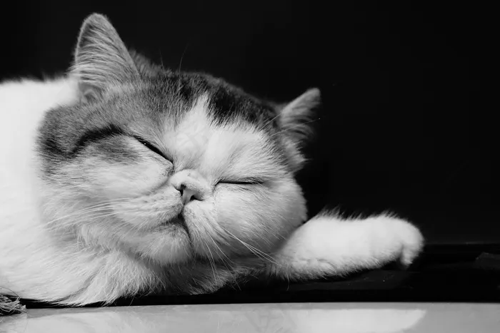 猫，异国情调，短毛猫，宠物，猫的