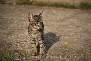 猫，小猫，宿醉，猫宝贝