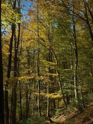秋，森林，离，叶子，树木，光，太阳