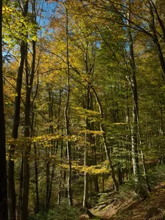 秋,森林,离,叶子,树木,光,太阳 秋,森林,离,叶子,树木,光,太阳