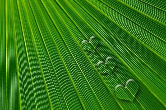 叶，心，爱情，情人节，浪漫，感情