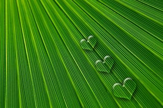 叶，心，爱情，情人节，浪漫，感情