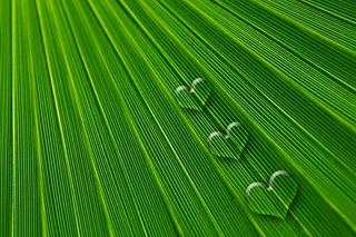 叶，心，爱情，情人节，浪漫，感情