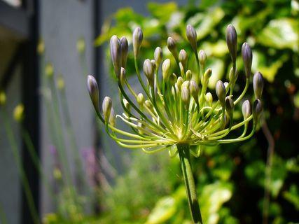 爱情花，鲜花，植物，紫