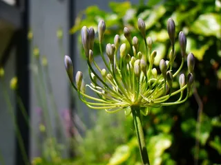 爱情花，鲜花，植物，紫
