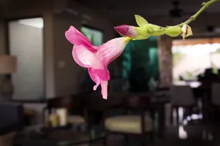 罗莎，颜色，花瓣，颜色，鲜花，春天，花园