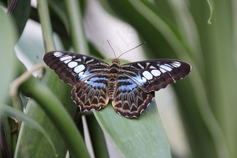 蝴蝶,昆虫 蝴蝶,昆虫