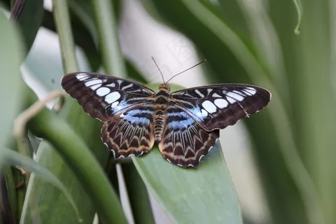 蝴蝶,昆虫 蝴蝶,昆虫