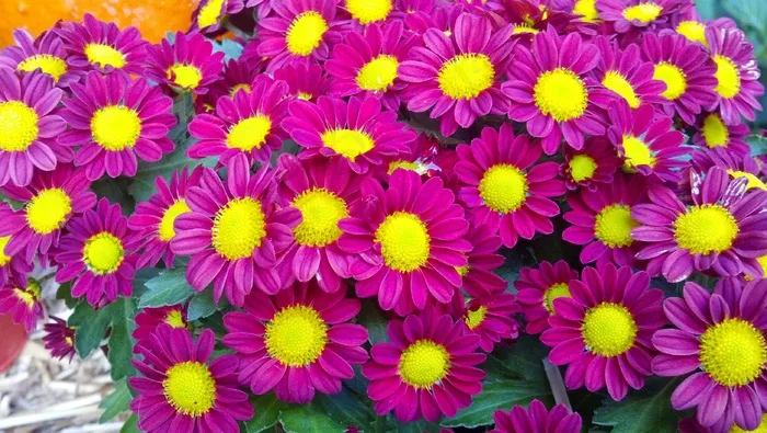 鲜花，秋天，粉红色，黄色，多彩，花的，秋天