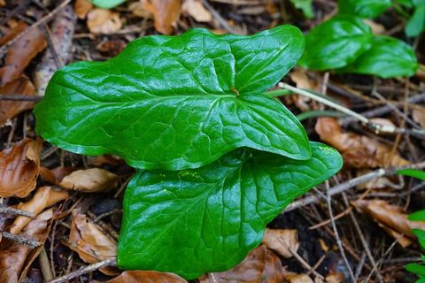 气溶胶，叶子，绿色，Hy，植物，有毒
