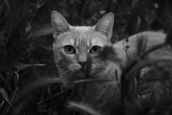 猫，宠物，动物，自然，黑色和白色