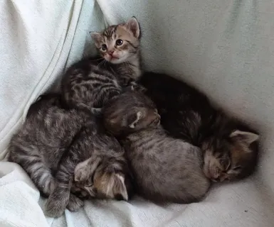 小猫,睡眠,甜,依Sn,观点,可笑,小猫 小猫,睡眠,甜,依Sn,观点,可笑,小猫