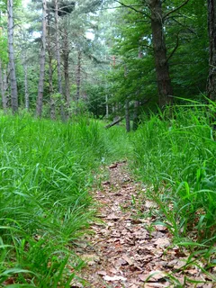 路径，离，叶子，草，径，森林路径，Wegchen