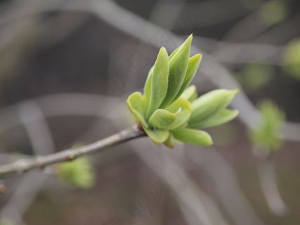 自然，绿色，新芽，植物