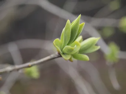 自然，绿色，新芽，植物