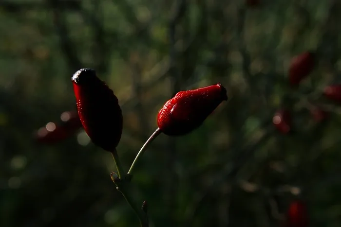 玫瑰果，野玫瑰，水果，红色，性质，秋季，植物