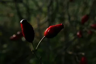 玫瑰果，野玫瑰，水果，红色，性质，秋季，植物