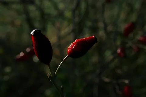 玫瑰果,野玫瑰,水果,红色,性质,秋季,植物 玫瑰果,野玫瑰,水果,红色,性质,秋季,植物