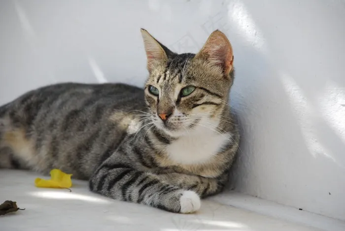 猫，动物，宠物，小猫，猫，灰色