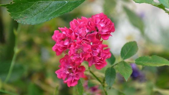 玫瑰，小组，红玫瑰