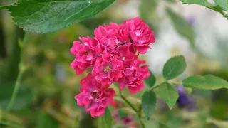 玫瑰，小组，红玫瑰