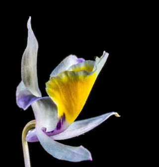 兰花，野生兰花，开花，花