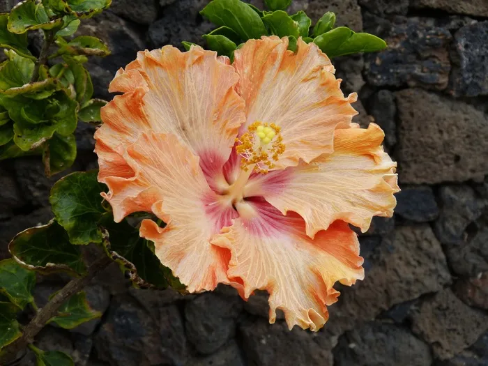 芙蓉花，植物，开花，花，棉花糖