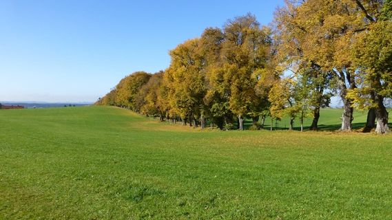 阿尔高，秋，叶子，树木，多彩