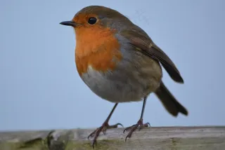 罗宾，鸟，自然