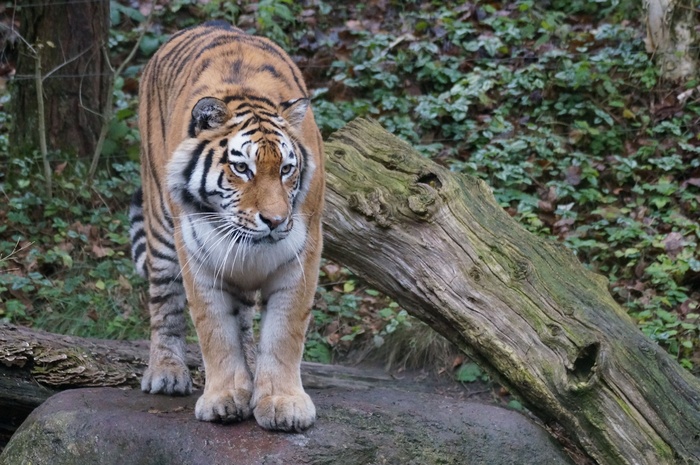 老虎，Amurtiger，动物园