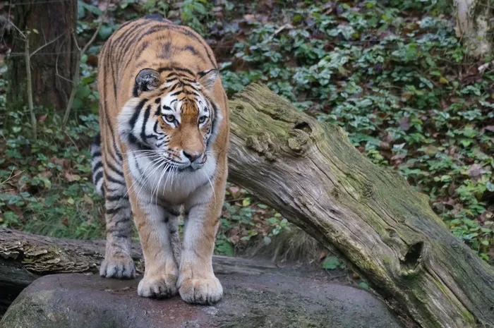 老虎，Amurtiger，动物园