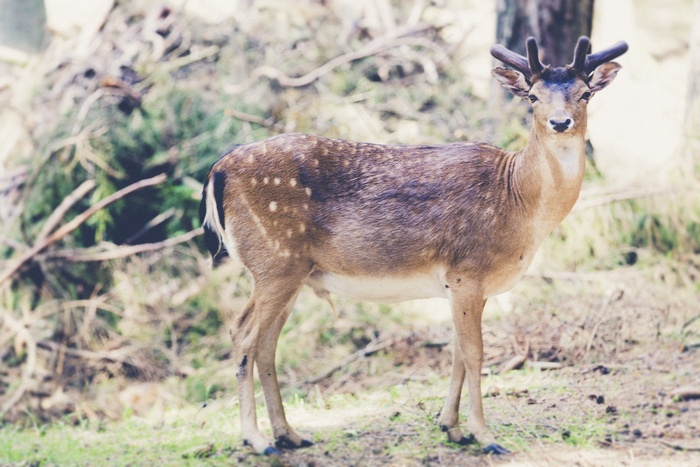 巴伐利亚州森林，巴伐利亚，小鹿