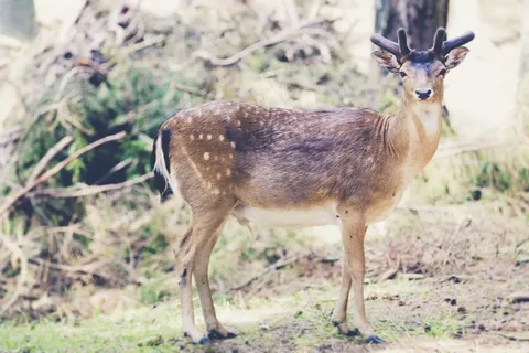 巴伐利亚州森林，巴伐利亚，小鹿