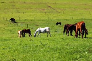 牧场，马匹，马牧场，耦合，性质