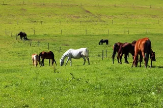 牧场，马匹，马牧场，耦合，性质