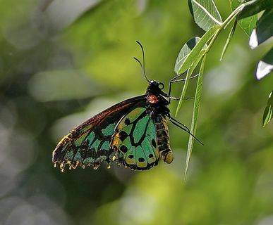 里士满Birdwing蝴蝶,蝴蝶,昆虫,绿色 里士满Birdwing蝴蝶,蝴蝶,昆虫,绿色