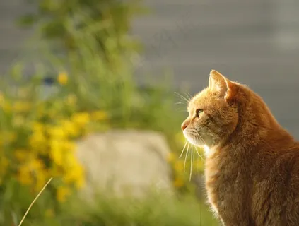 猫,太阳,花园,夏天,猫科动物,凯蒂,可爱,小猫 猫,太阳,花园,夏天,猫科动物,凯蒂,可爱,小猫