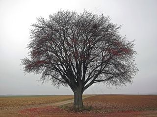 德国，树，景观，天空，云团，阴霾，字段