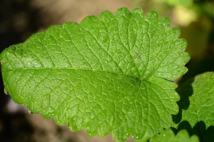 叶子，绿色，自然，植物，自然，树，宏
