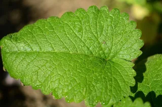 叶子，绿色，自然，植物，自然，树，宏