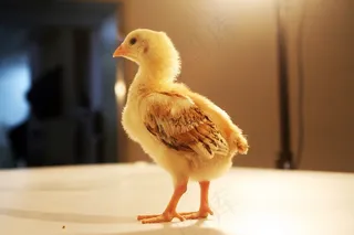 鸡，宠物，羽毛