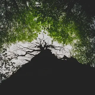 树，科，树干，树皮，天空，叶子，夏天，春天