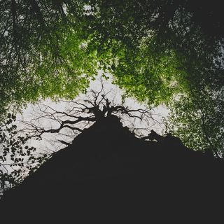 树，科，树干，树皮，天空，叶子，夏天，春天