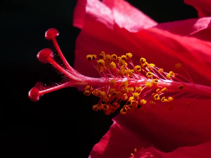 芙蓉花，邮票，花粉，开花，盛开