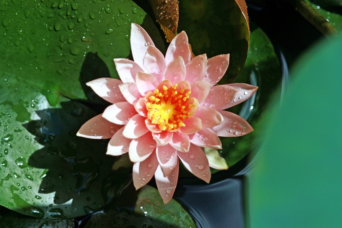 风筝，莲花，睡莲，指甲，鲜花，自然